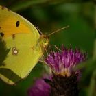 The Living Forest (94) : Clouded Yellow Butterfly