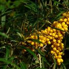 The Living Forest (95) : Sea Buckthorn