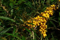 The Living Forest (95) : Sea Buckthorn