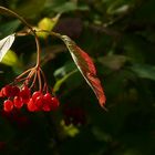 The Living Forest (96) : Guelder Rose