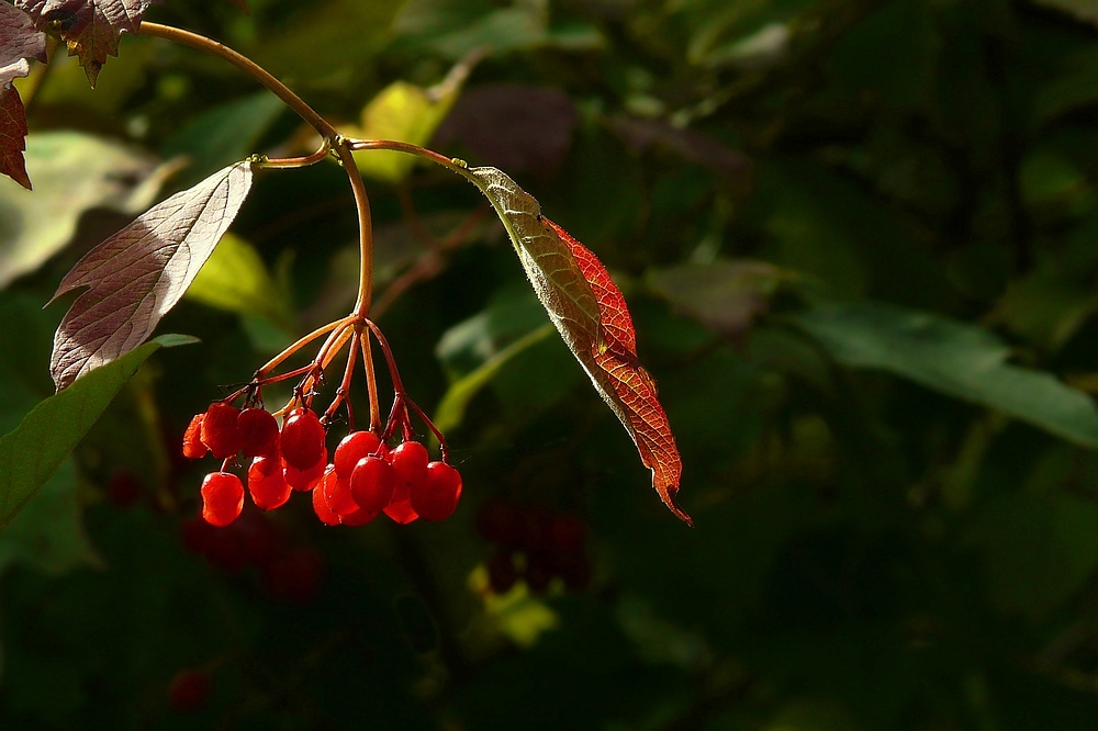 The Living Forest (96) : Guelder Rose