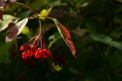 The Living Forest (96) : Guelder Rose