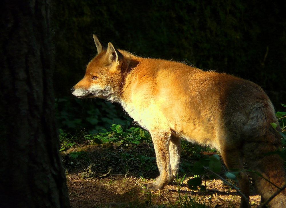 The Living Forest (97) : Red Fox