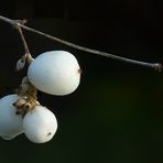 The Living Forest (99) : Common Snowberry