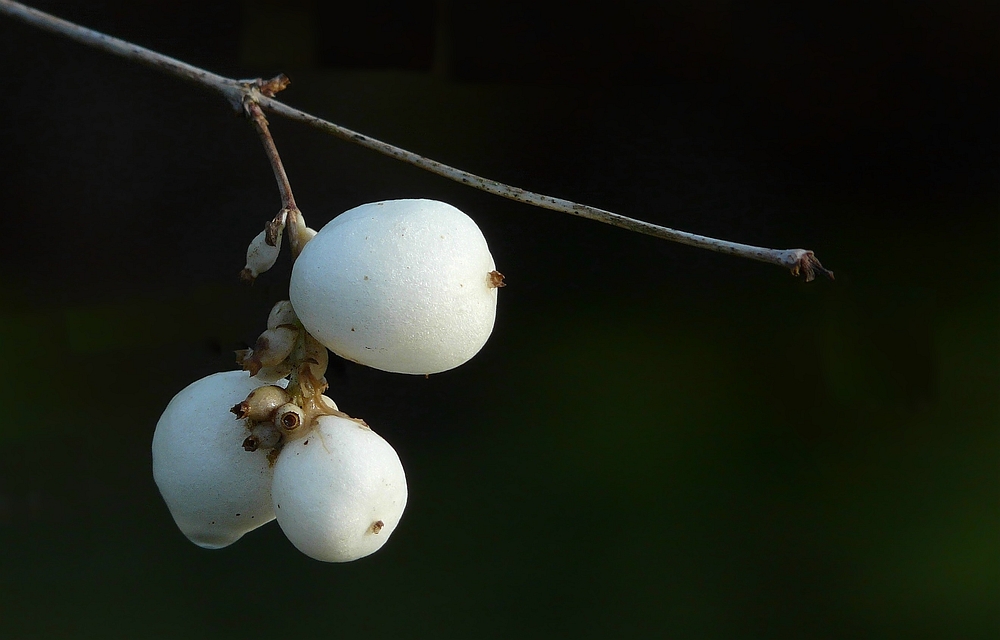The Living Forest (99) : Common Snowberry