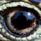 the Lizard's Eye