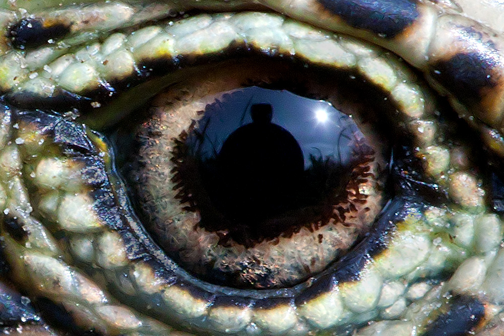 the Lizard's Eye