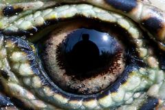 the Lizard's Eye