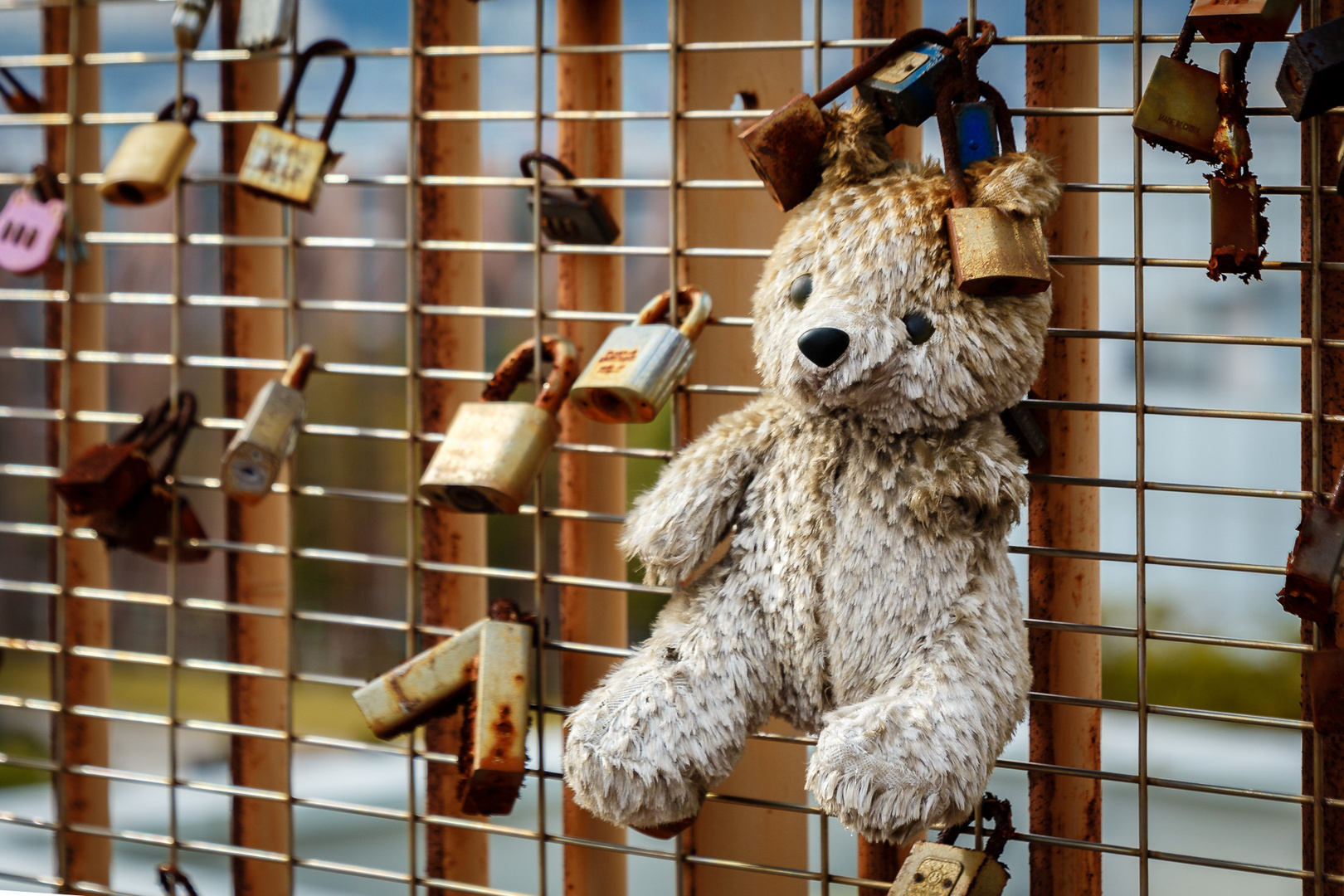 The lock of love: abandoned teddy bear 