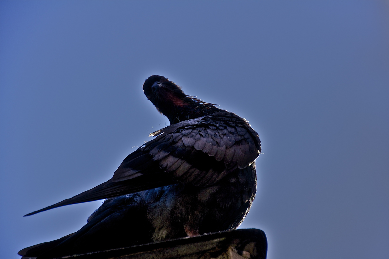 the london pigeons and stars (03)