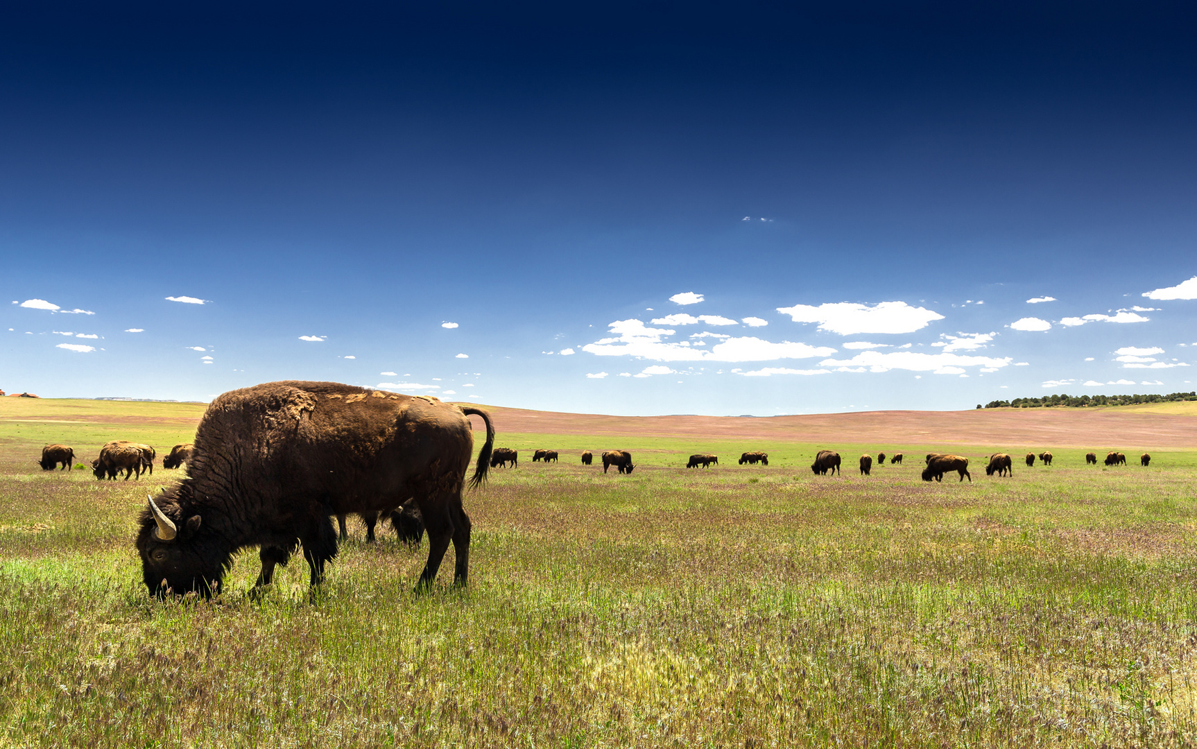 The lone Buffalo