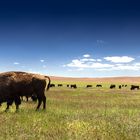 The lone Buffalo