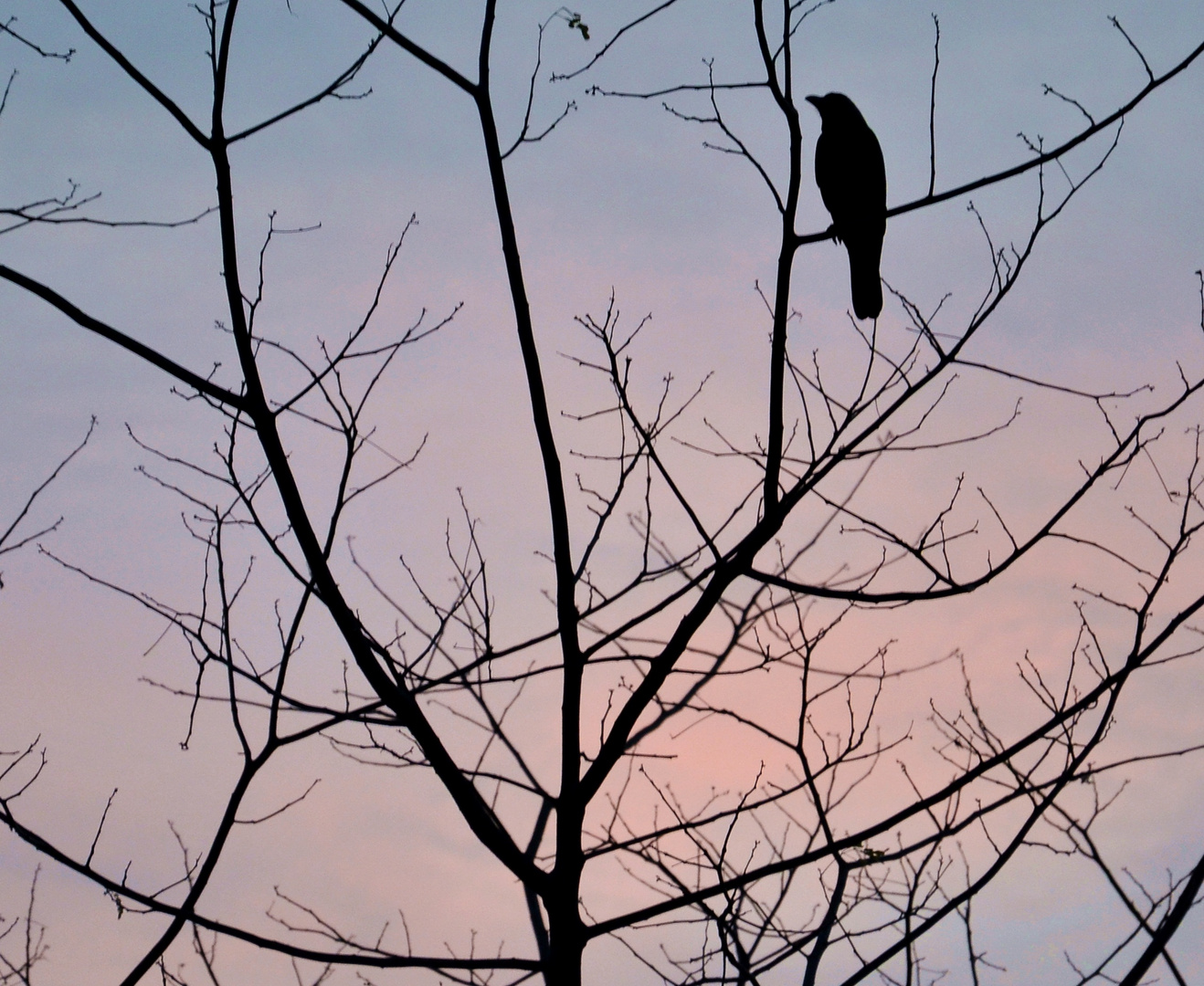 the lone crow...