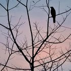 the lone crow...