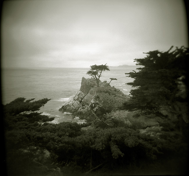 The Lone Cypress