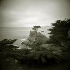 The Lone Cypress