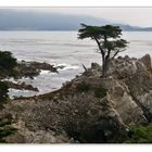 The Lone Cypress