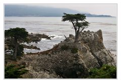 The Lone Cypress