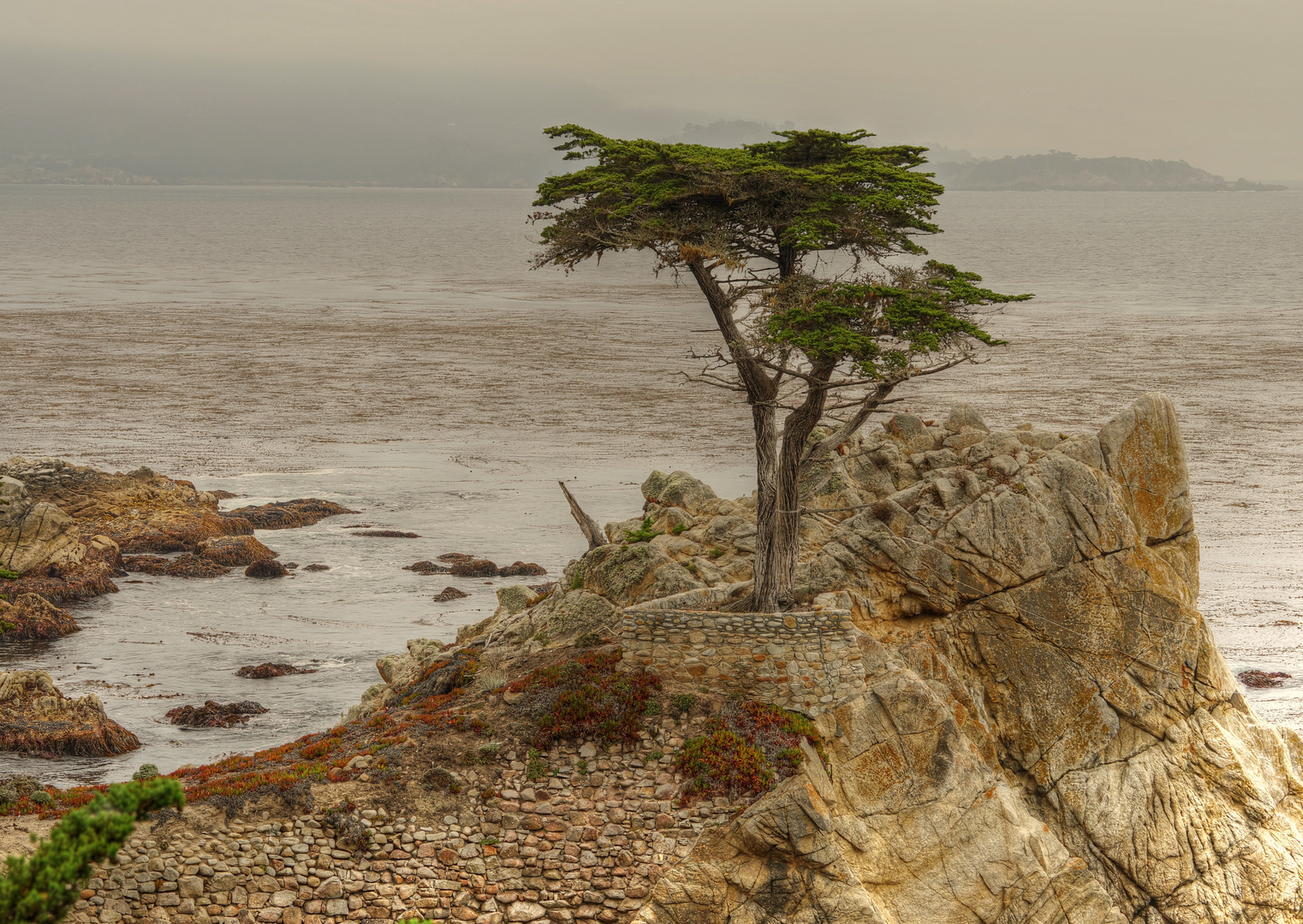 The Lone Cypress