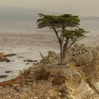 The Lone Cypress