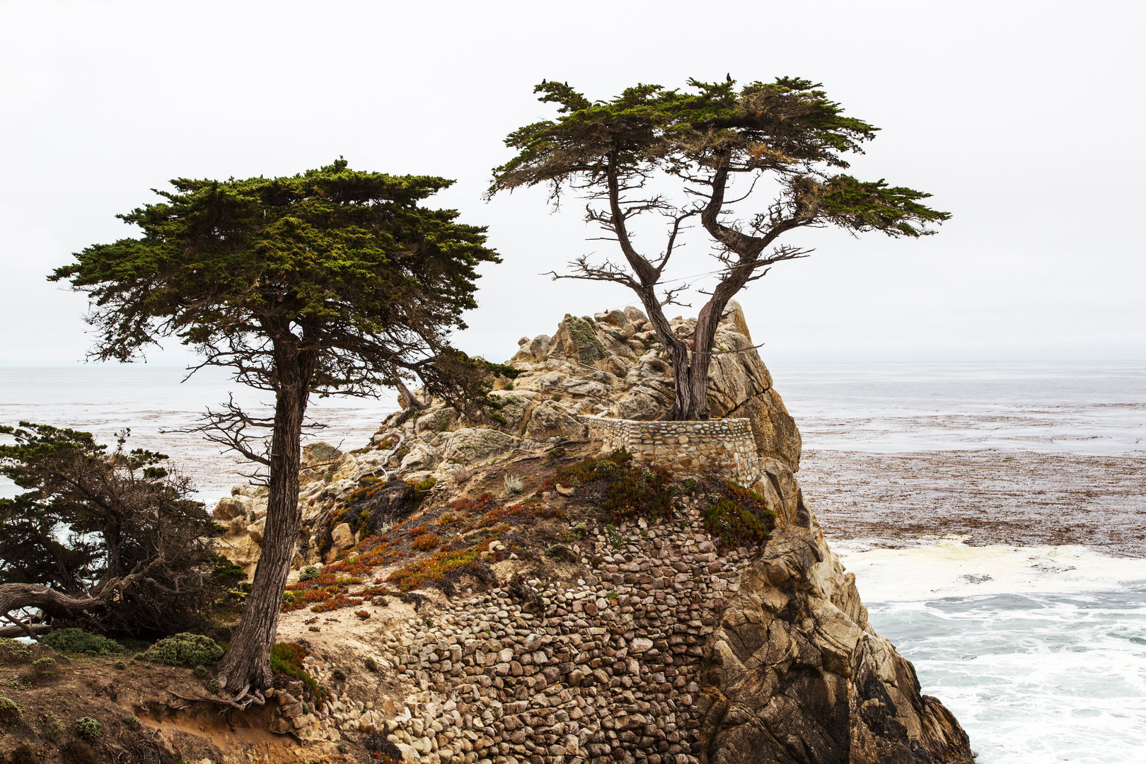 The Lone Cypress- 17-Mile Drive - Pebble Beach