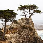 The Lone Cypress- 17-Mile Drive - Pebble Beach