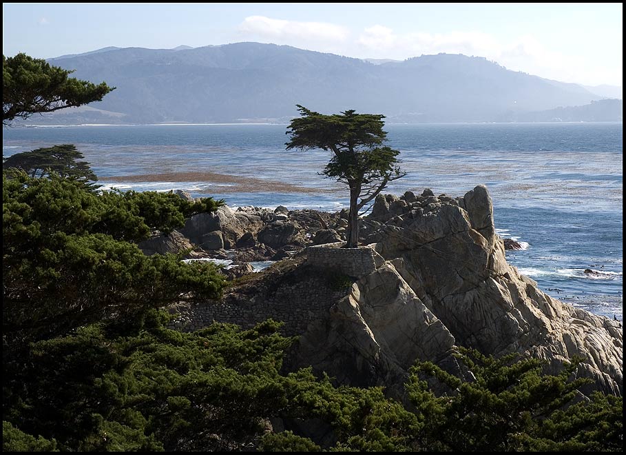 the lone cypress