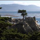 the lone cypress