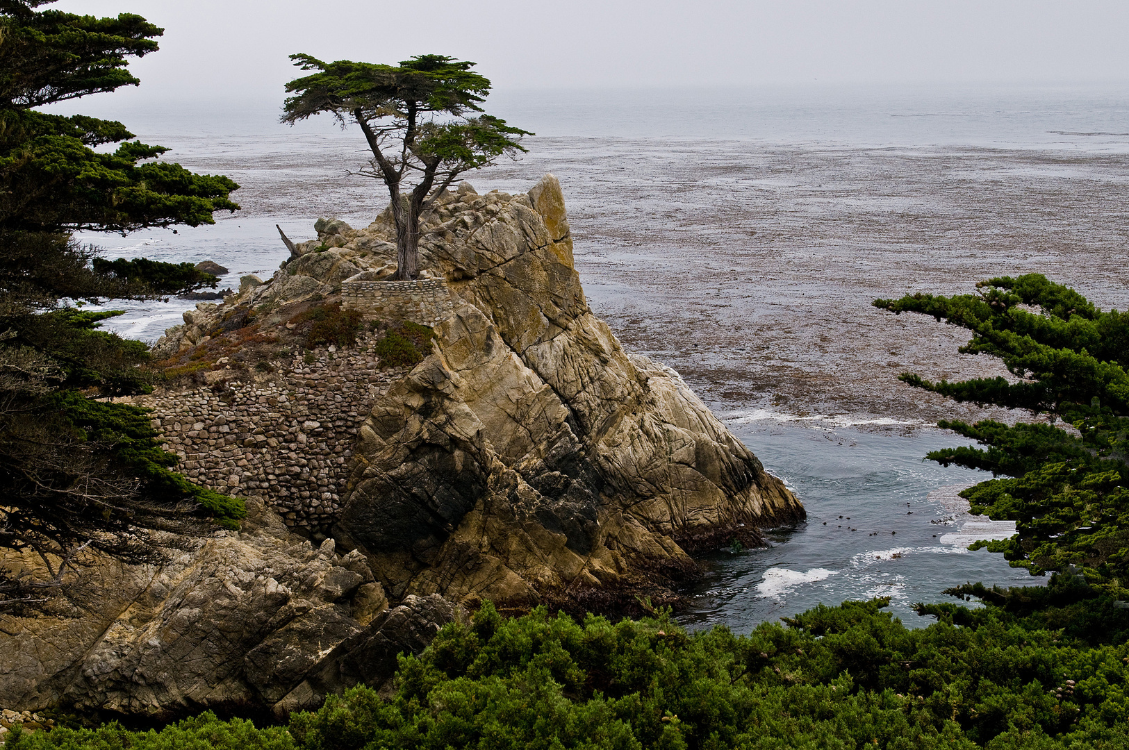 The Lone Cypress