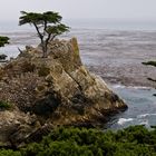 The Lone Cypress