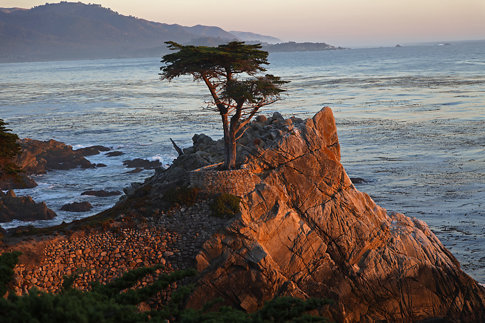 The Lone Cypress