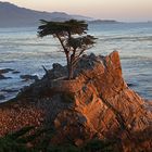 The Lone Cypress