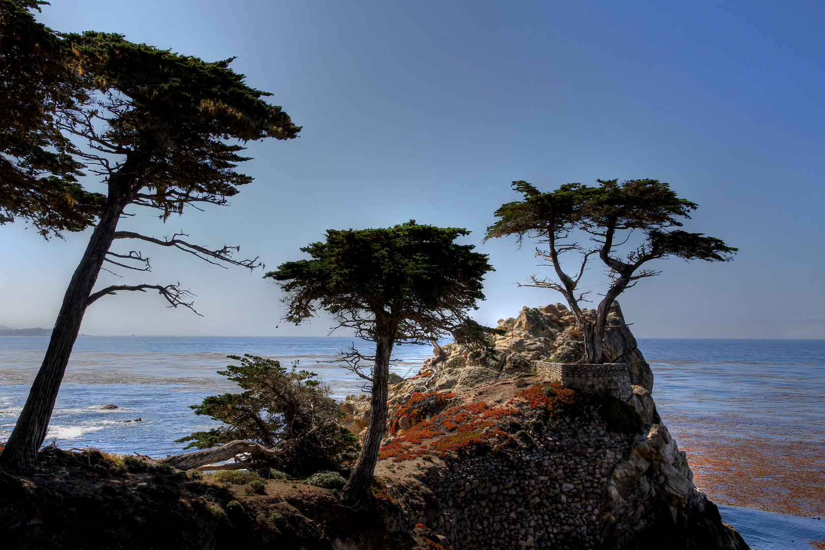 The Lone Cypress