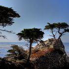 The Lone Cypress