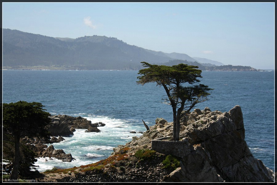 The Lone Cypress