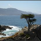 The Lone Cypress