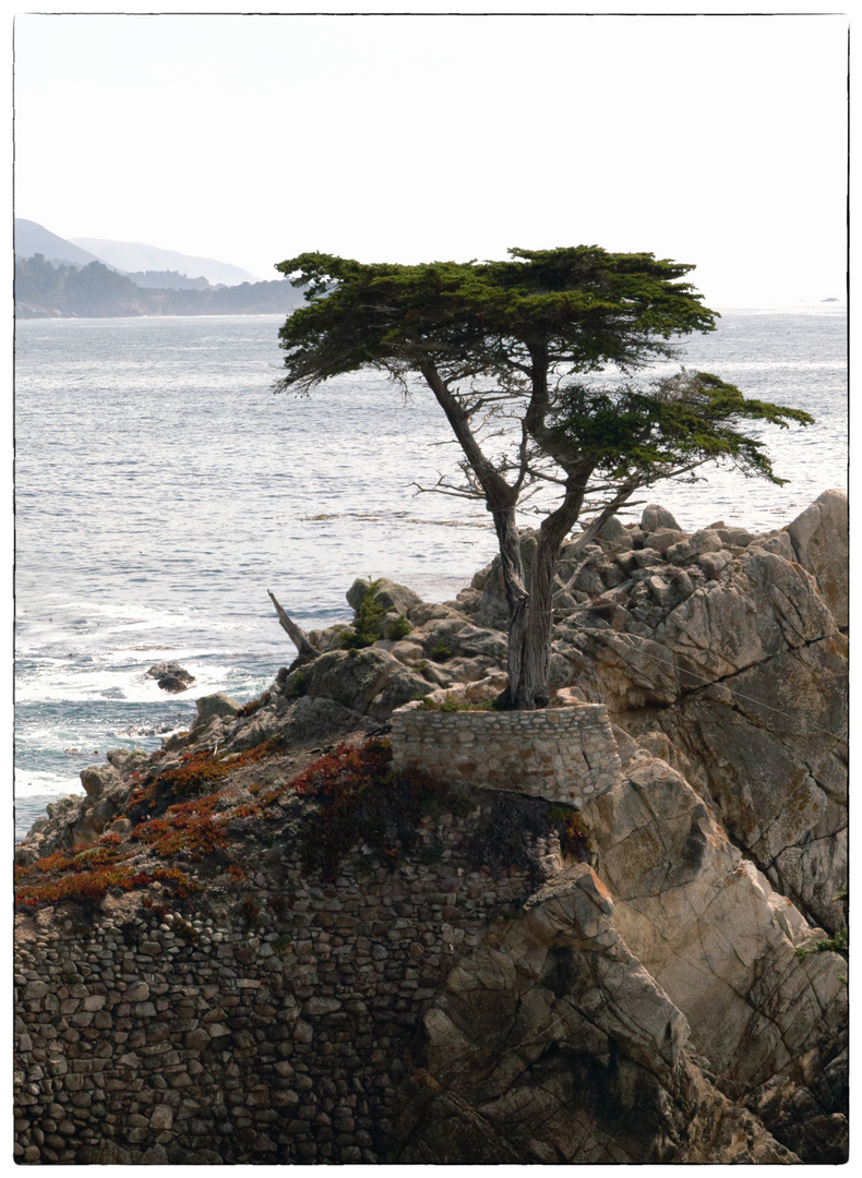 The Lone Cypress