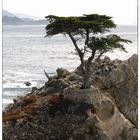 The Lone Cypress