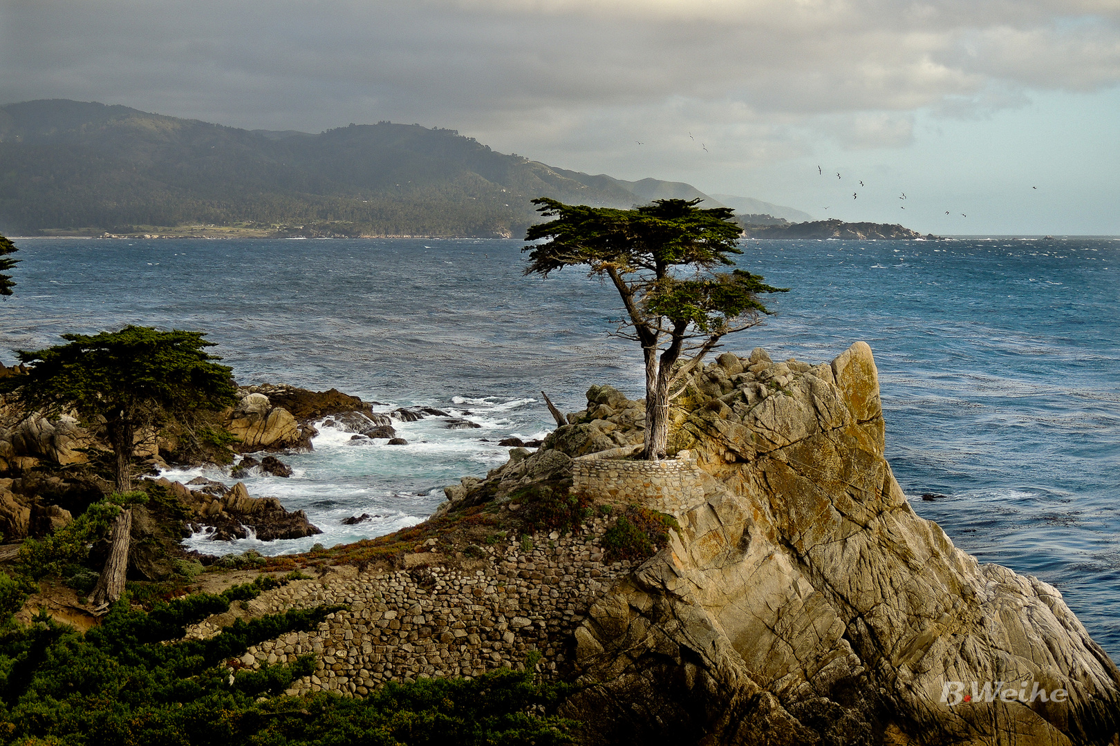 The Lone Cypress