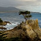 The Lone Cypress