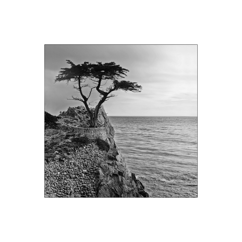 The Lone Cypress