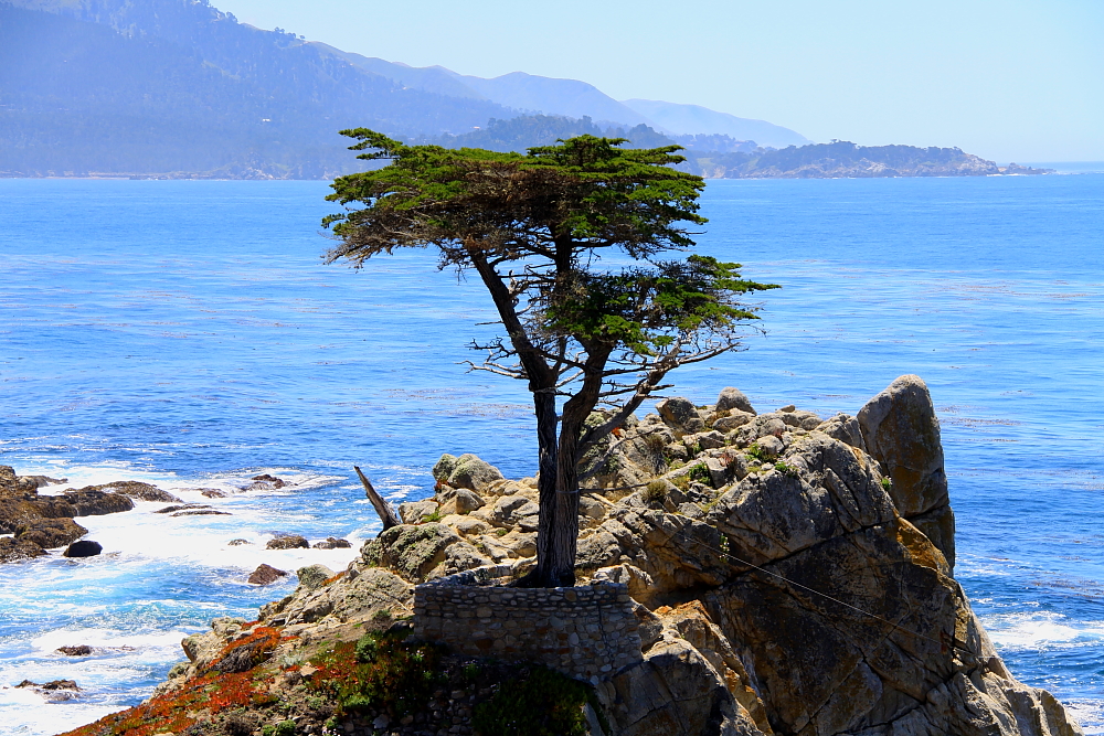 The Lone Cypress Tree- Carmel, CA- 17 Mile Drive