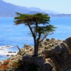The Lone Cypress Tree- Carmel, CA- 17 Mile Drive
