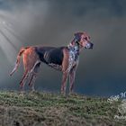 The Lone Hound