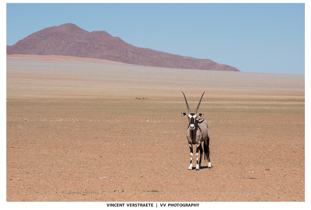 The lone oryx