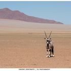 The lone oryx