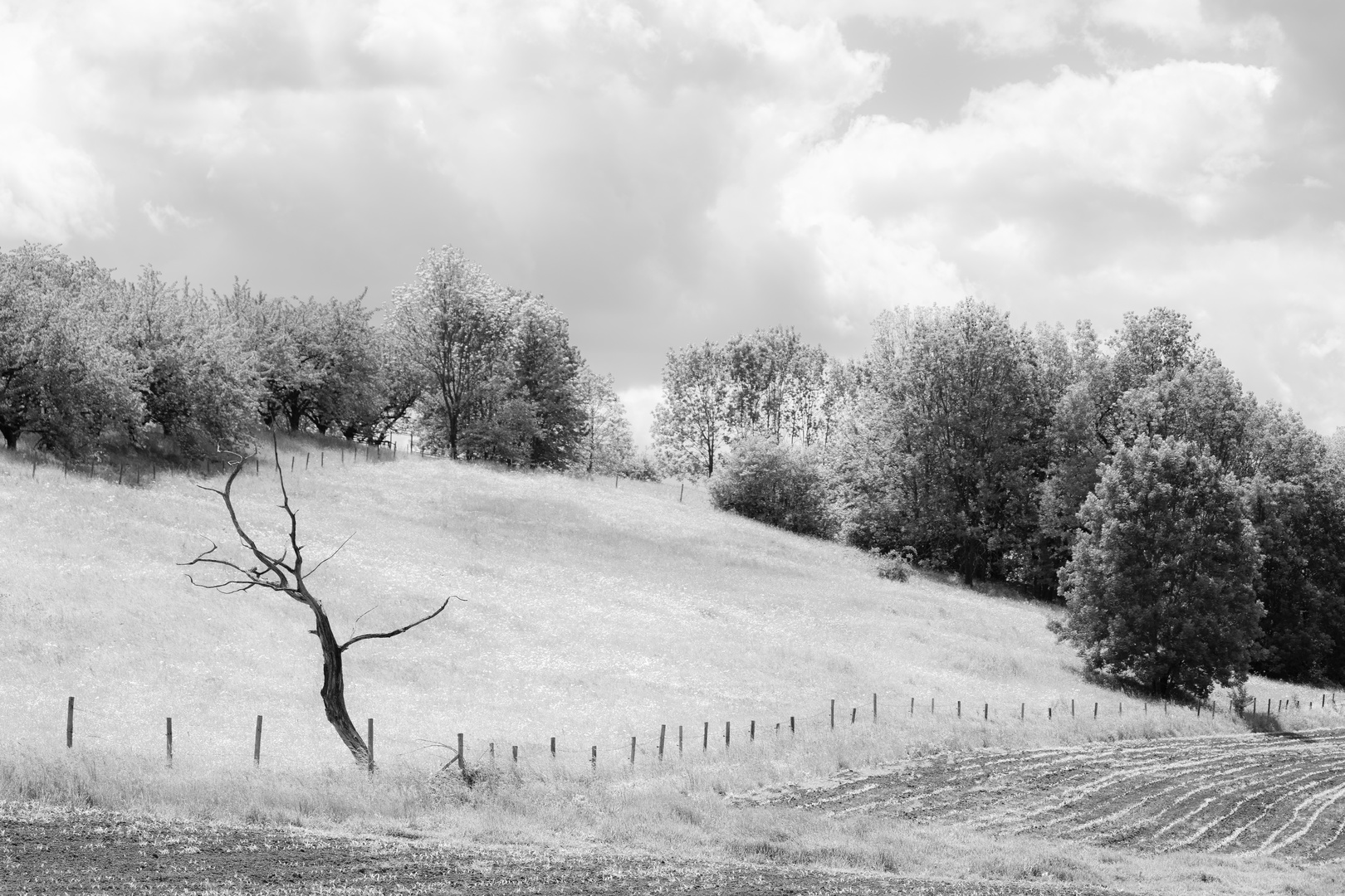 The lone tree