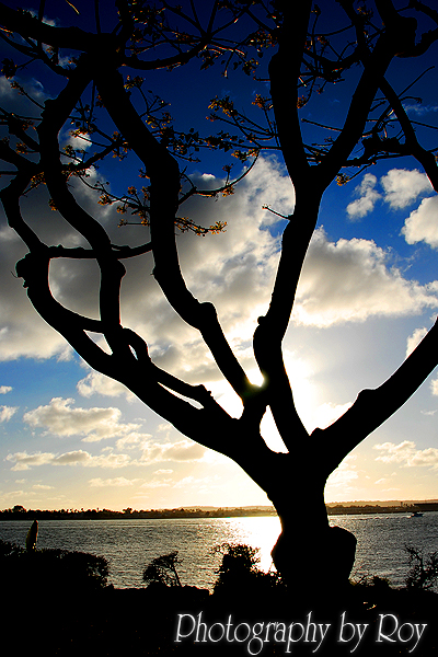 The Lone Tree