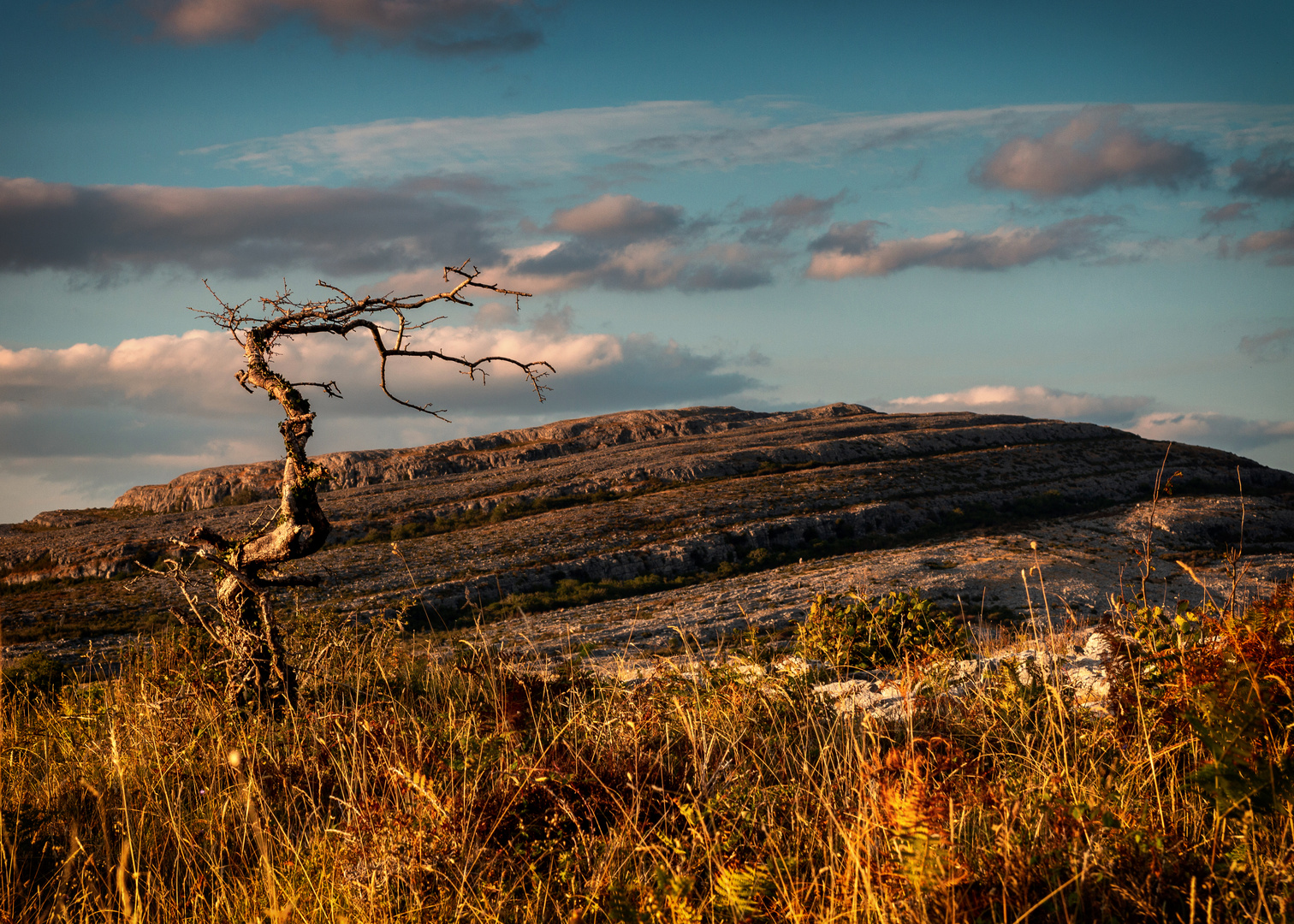 The lone tree of the Burren