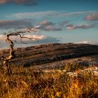 The lone tree of the Burren